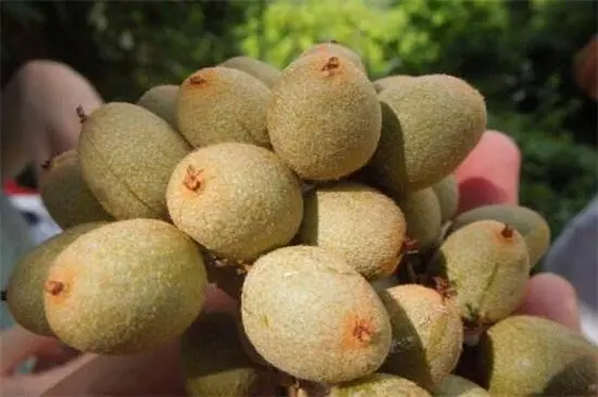 致富经种软枣_种植软枣的骗局_软枣子种植技术