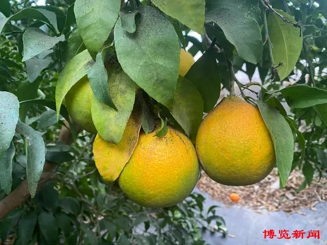 山东淄博种植什么农作物_淄博农村种植致富_淄博适合种植什么药材