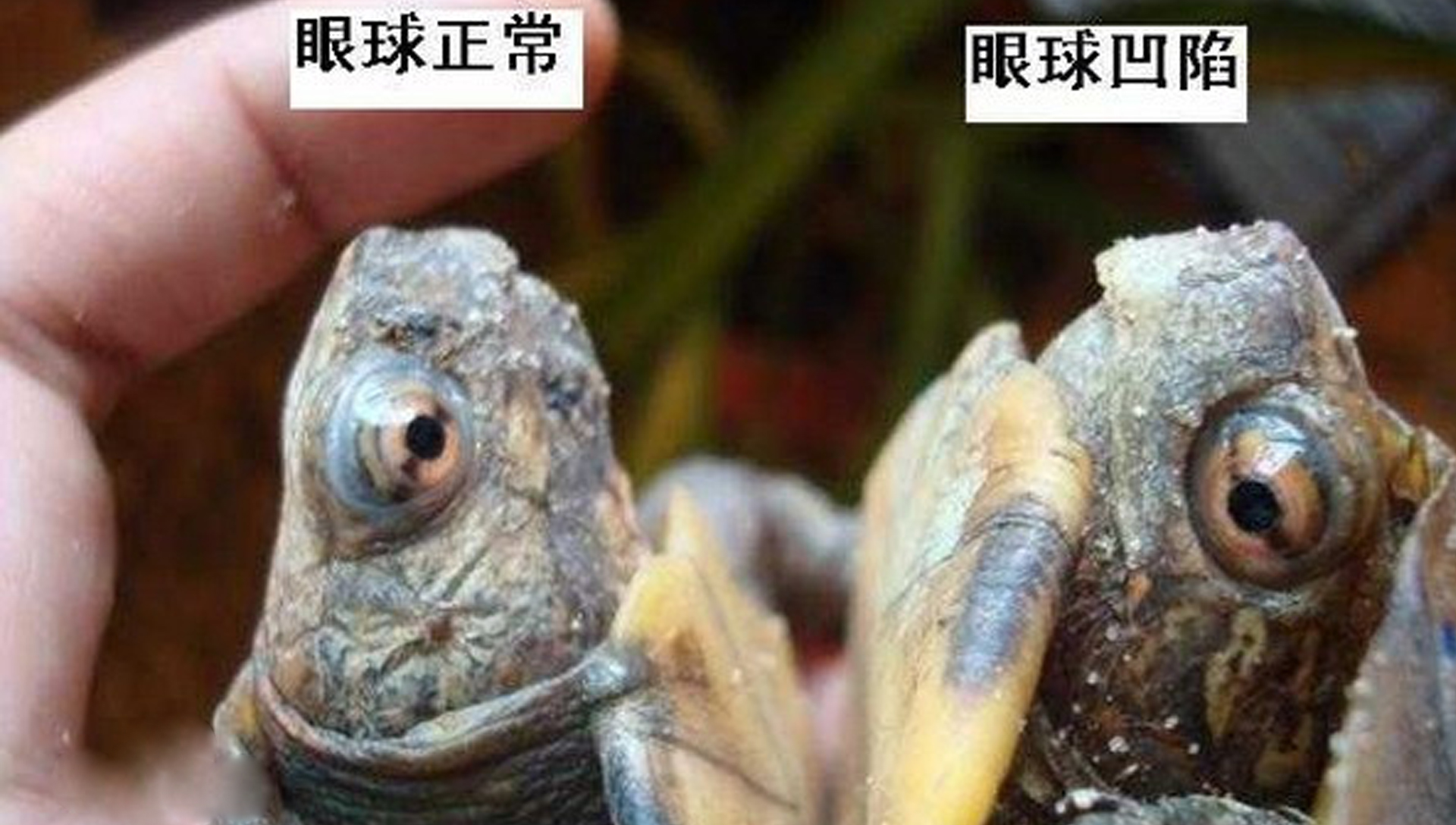 养殖龟致富视频_致富经龟养殖视频_视频致富龟养殖骗局揭秘