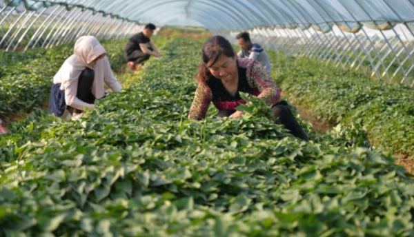 南阳市方城县小史店镇：红薯种出“文化范儿”