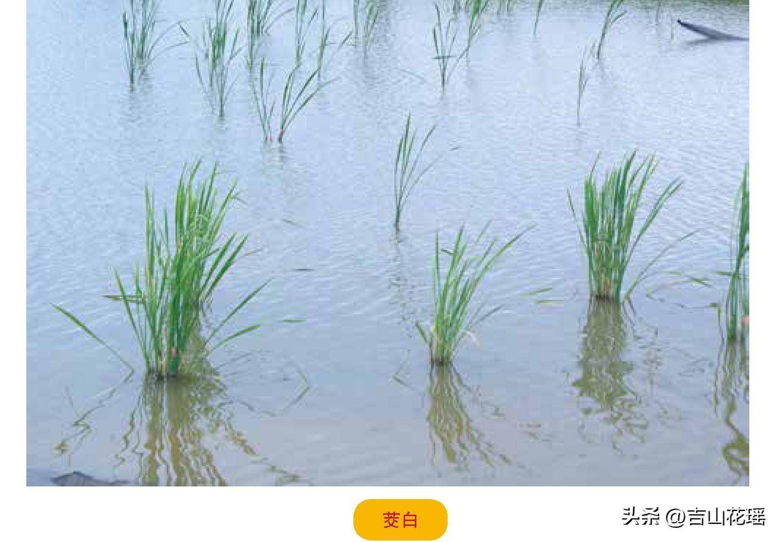 立体小龙虾养殖技术_立体式养殖_立体养殖模式的优势