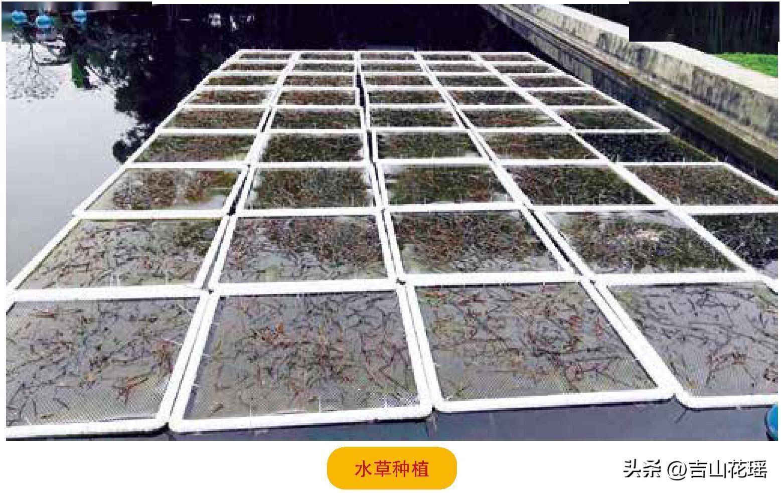 立体式养殖_立体养殖模式的优势_立体小龙虾养殖技术