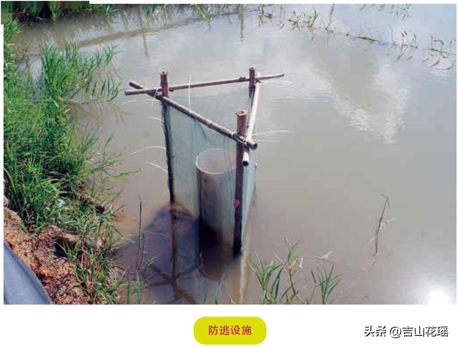 立体小龙虾养殖技术_立体式养殖_立体养殖模式的优势