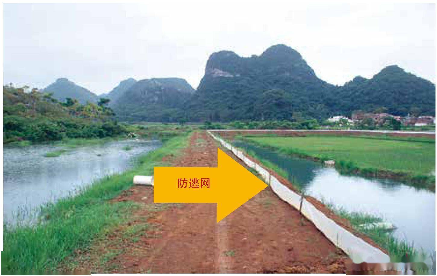 立体养殖模式的优势_立体小龙虾养殖技术_立体式养殖