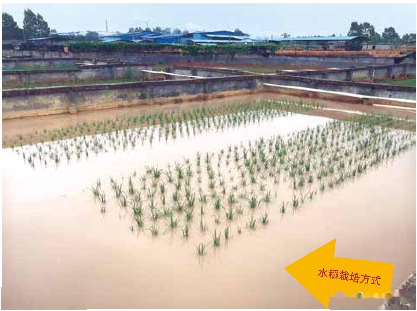 立体式养殖_立体养殖模式的优势_立体小龙虾养殖技术
