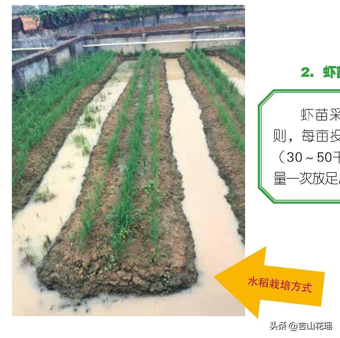 立体养殖模式的优势_立体小龙虾养殖技术_立体式养殖