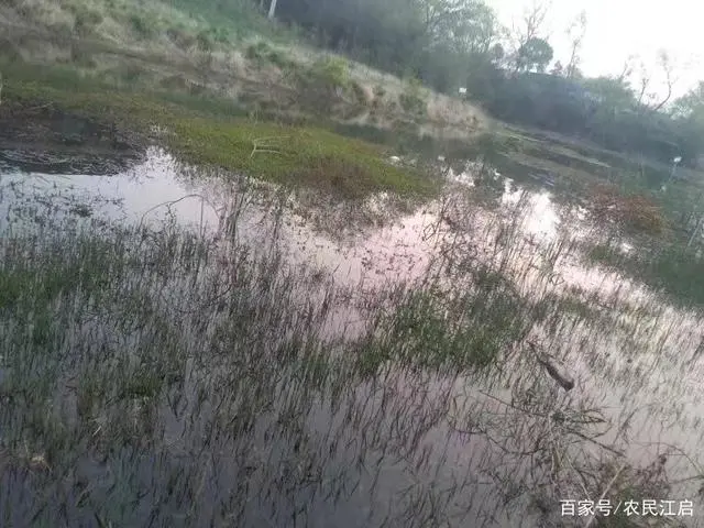 立体小龙虾养殖技术_立体式养殖_立体养殖模式的优势