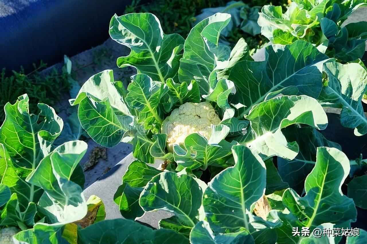 花椰菜种植技术视频_花椰菜的种植技术_花椰菜种植