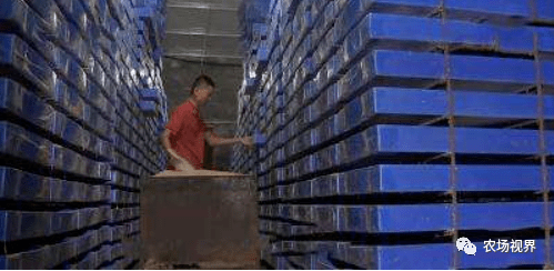 致富经谢洪涛养殖黄粉虫_致富经谢洪涛养殖黄粉虫_致富经谢洪涛养殖黄粉虫