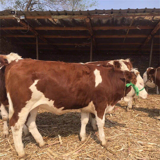 浙江嘉兴西门塔尔牛肉牛养殖基地