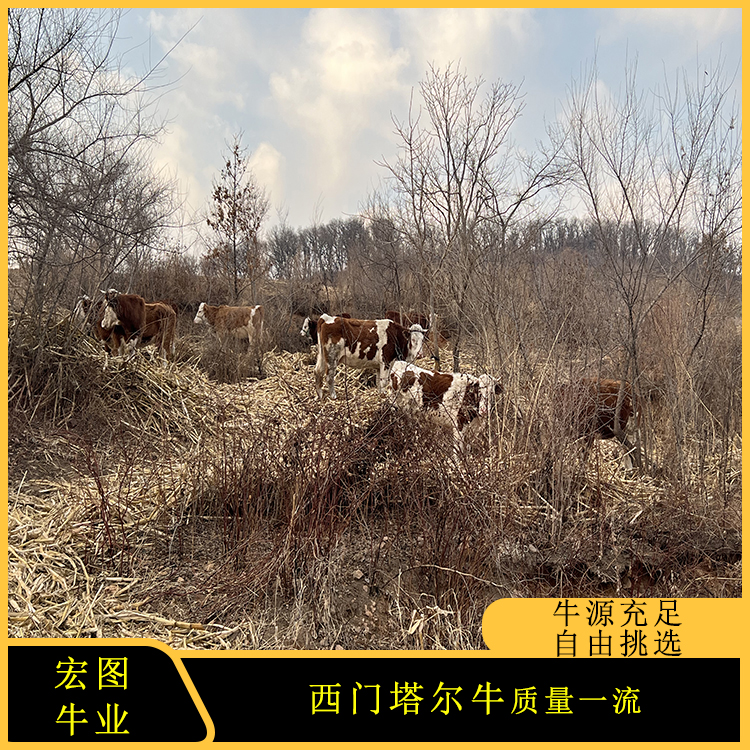 养殖西门塔尔牛致富_养牛西门塔尔牛_养殖牛西门塔尔牛价格