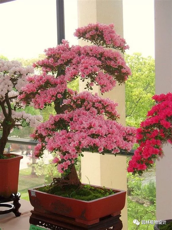 各种室内花卉种植技术_花卉室内种植技术有哪些_室内花卉栽培要点