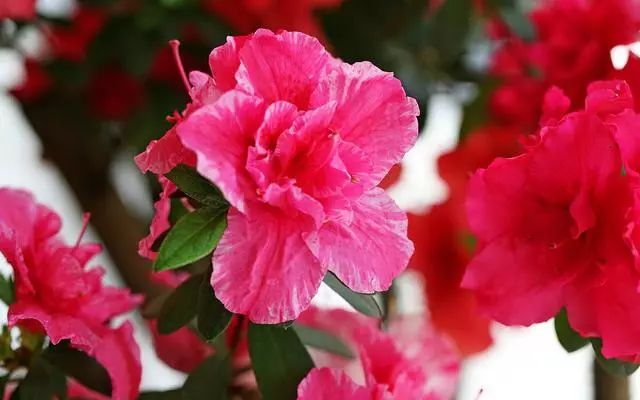 各种室内花卉种植技术_室内花卉栽培要点_花卉室内种植技术有哪些