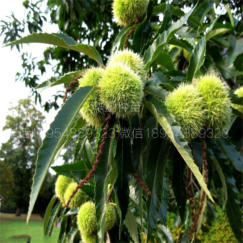 1公分板栗苗种植技术  板栗成品苗