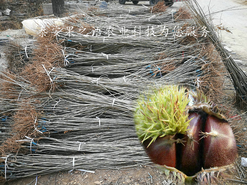 阿勒泰7cm板栗树种植技术咨询电话