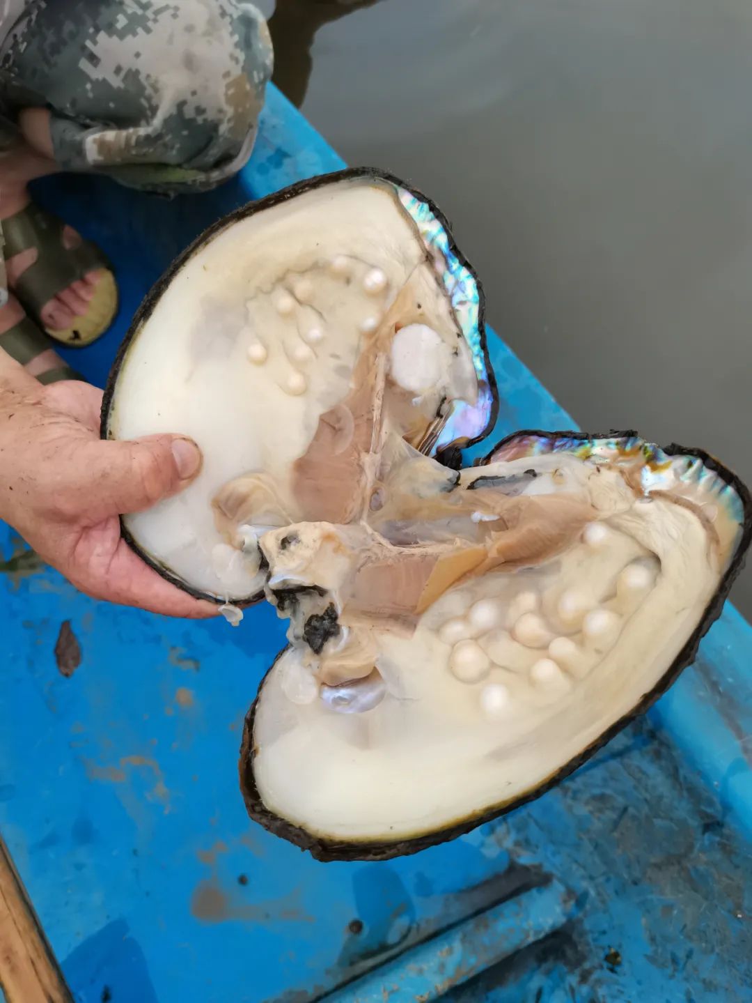 箭猪需要什么材料煮_箭猪的箭有毒吗_箭猪的养殖技术