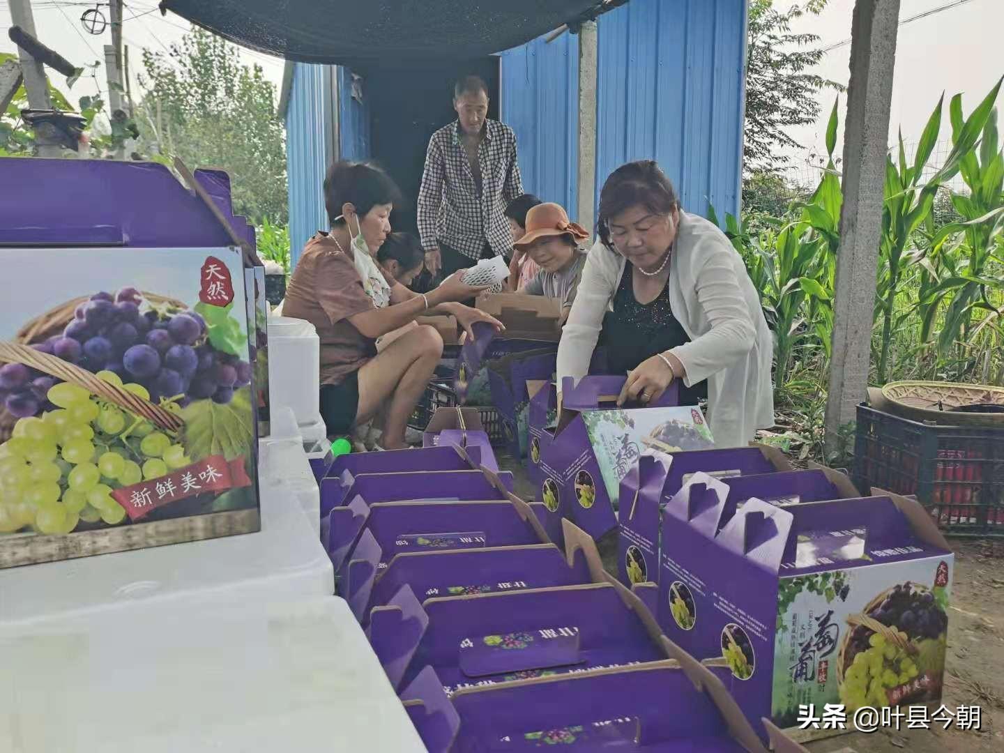 致富经葡萄种植视频_视频致富种植葡萄怎么做_致富经葡萄栽培技术视频
