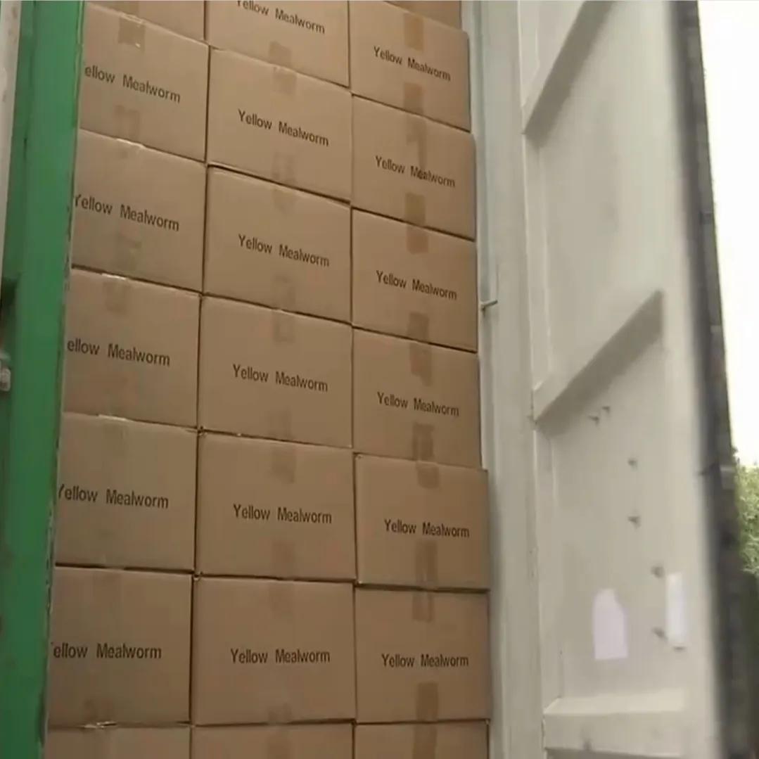 致富经谢洪涛养殖黄粉虫_致富经谢洪涛养殖黄粉虫_致富经谢洪涛养殖黄粉虫