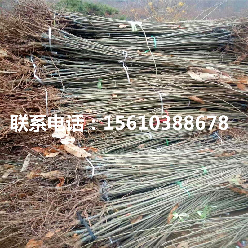 嫁接板栗树苗管理技术、嫁接板栗树苗种植技术