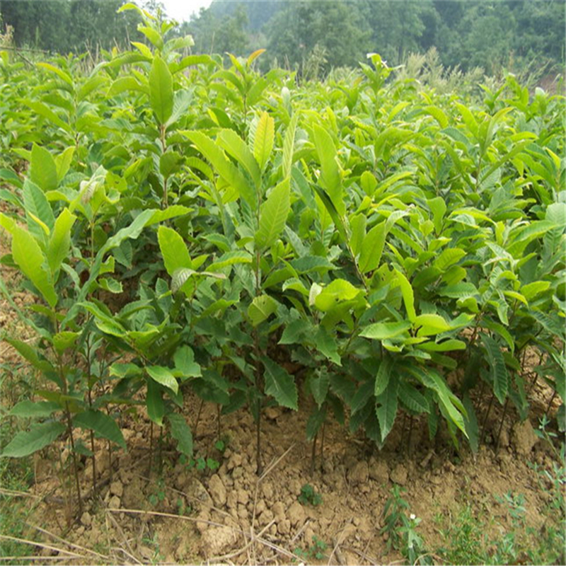 板栗苗基地板栗苗种植方法种植技术