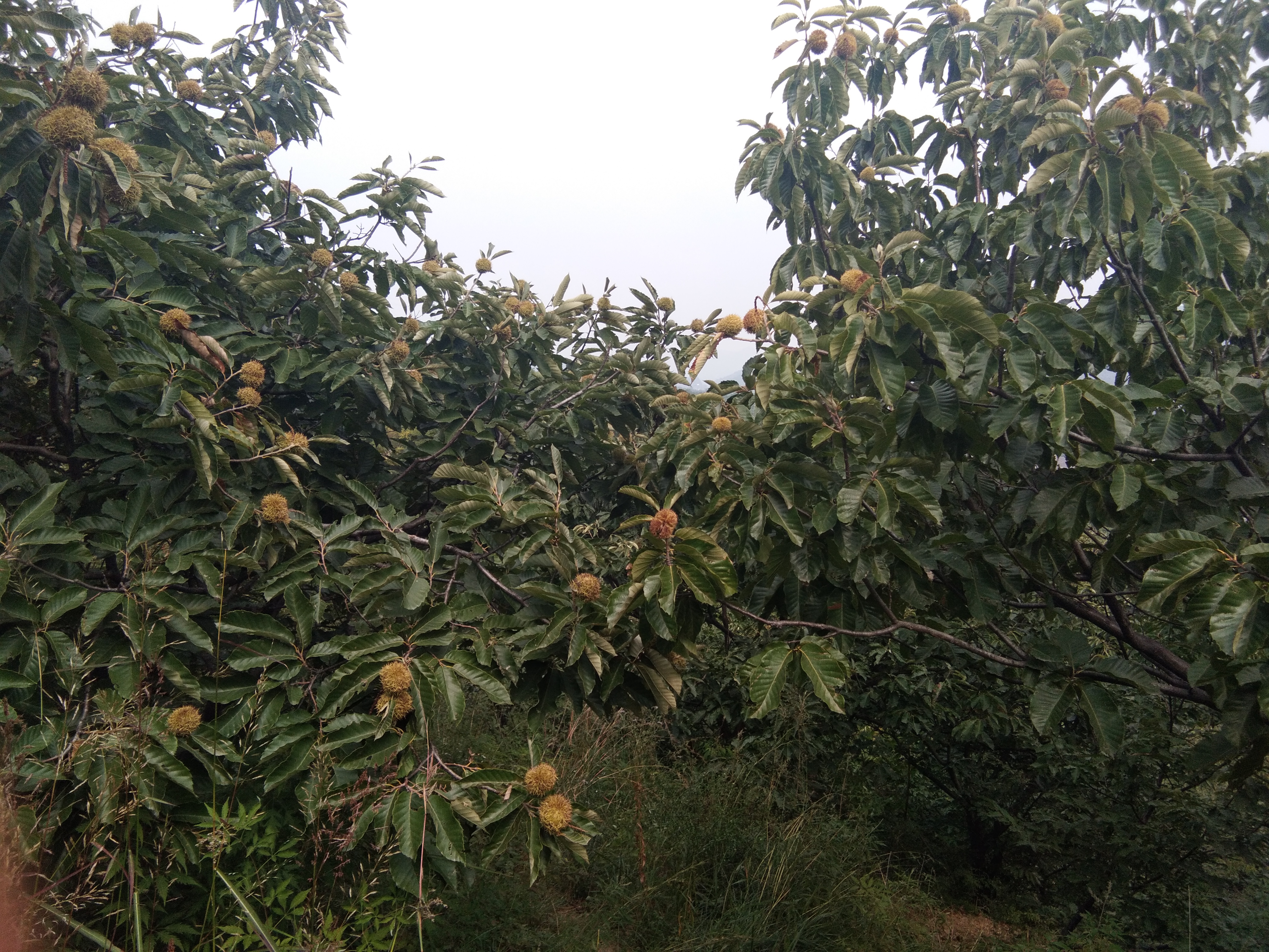 板栗的种植技术_种植板栗技术与管理_种植板栗的方法