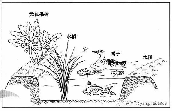 野生泥鳅黄鳝是保护动物吗_野生养殖泥鳅黄鳝技术要求_泥鳅黄鳝野生养殖技术