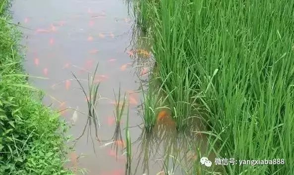 野生泥鳅黄鳝是保护动物吗_泥鳅黄鳝野生养殖技术_野生养殖泥鳅黄鳝技术要求