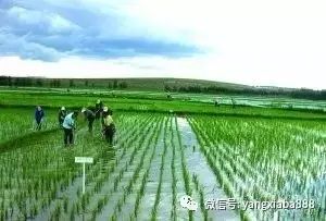 泥鳅黄鳝野生养殖技术_野生养殖泥鳅黄鳝技术要求_野生泥鳅黄鳝是保护动物吗