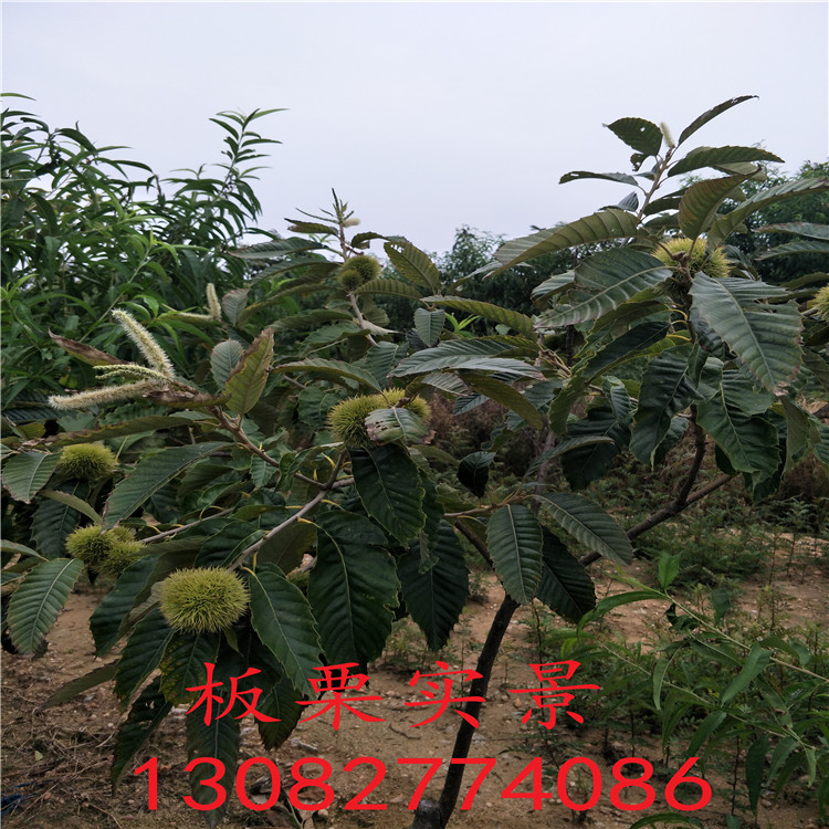 板栗苗，板栗苗种植技术