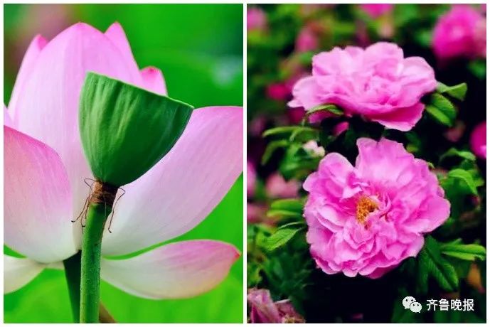 官宣！济南增选玫瑰为市花！“荷谐玫好”双市花来了
