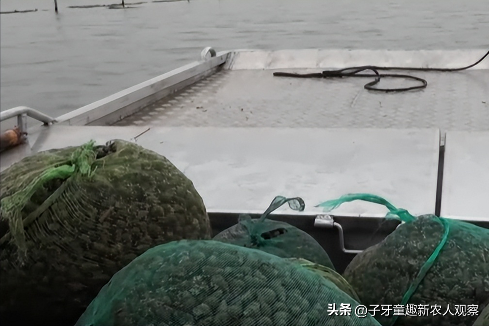 螃蟹视频致富养殖_致富经螃蟹养殖视频_螃蟹养殖视频教程