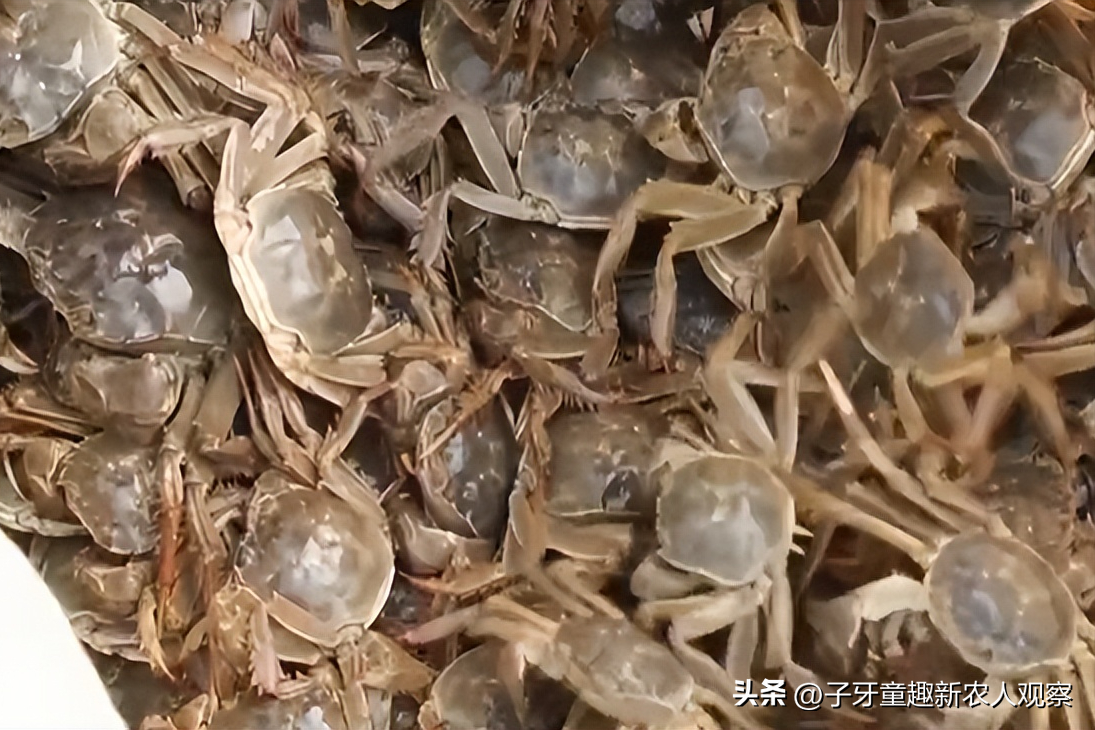 螃蟹视频致富养殖_致富经螃蟹养殖视频_螃蟹养殖视频教程