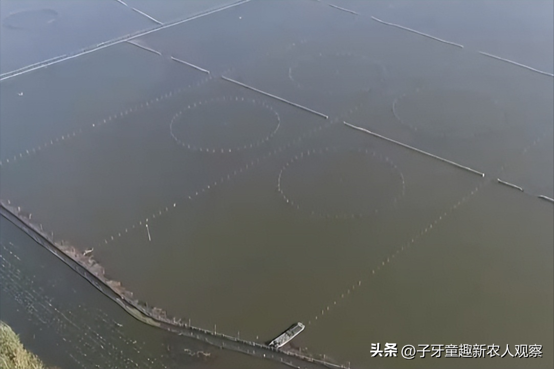 致富经螃蟹养殖视频_螃蟹视频致富养殖_螃蟹养殖视频教程