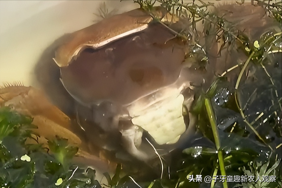 螃蟹视频致富养殖_螃蟹养殖视频教程_致富经螃蟹养殖视频