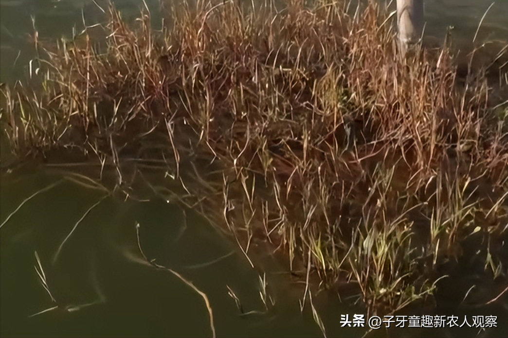 致富经螃蟹养殖视频_螃蟹养殖视频教程_螃蟹视频致富养殖