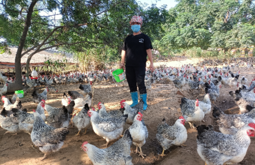 致富经养鸡视频大全_致富养鸡视频_致富经养鸡