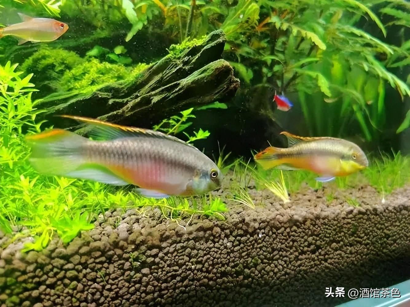 云南红尾巴鱼养殖技术_云南红尾巴鱼价格_红尾巴鱼养殖视频