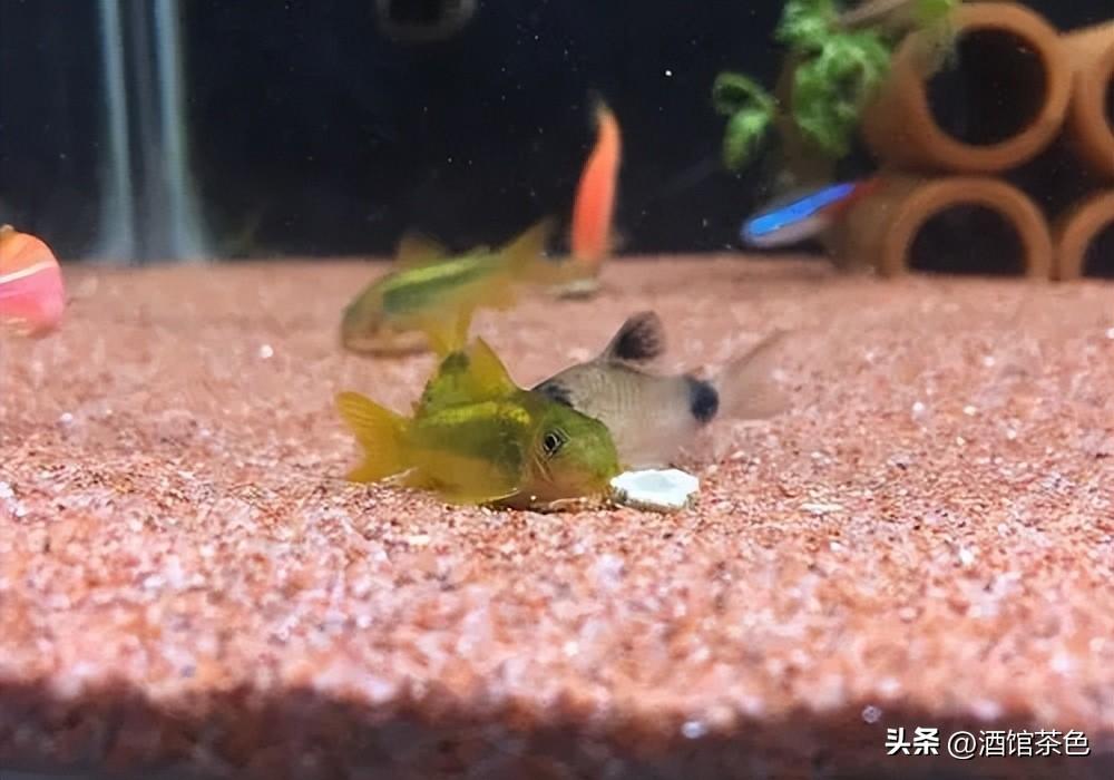 云南红尾巴鱼价格_红尾巴鱼养殖视频_云南红尾巴鱼养殖技术