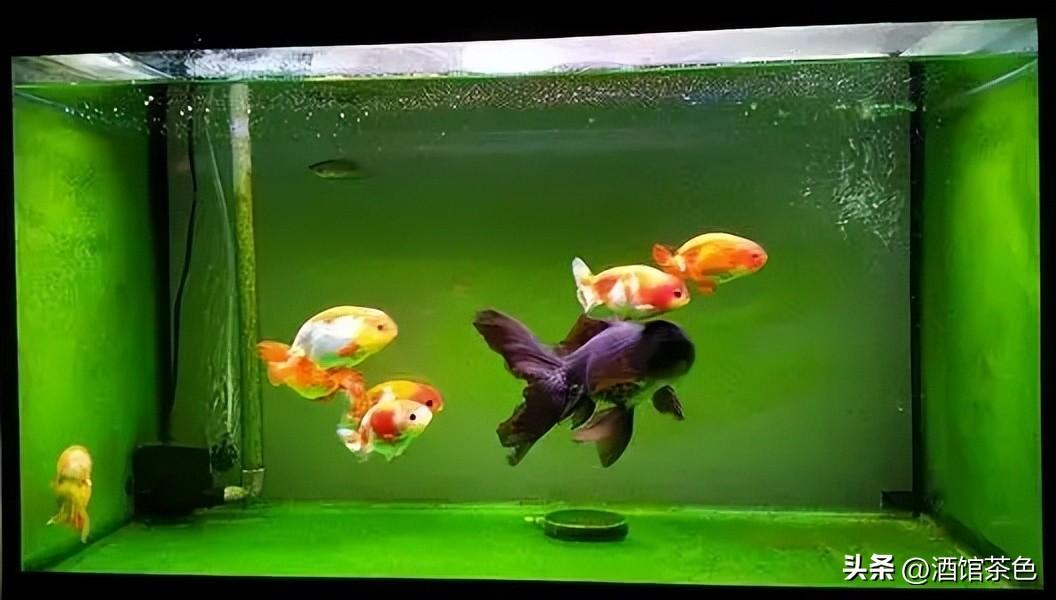云南红尾巴鱼价格_红尾巴鱼养殖视频_云南红尾巴鱼养殖技术