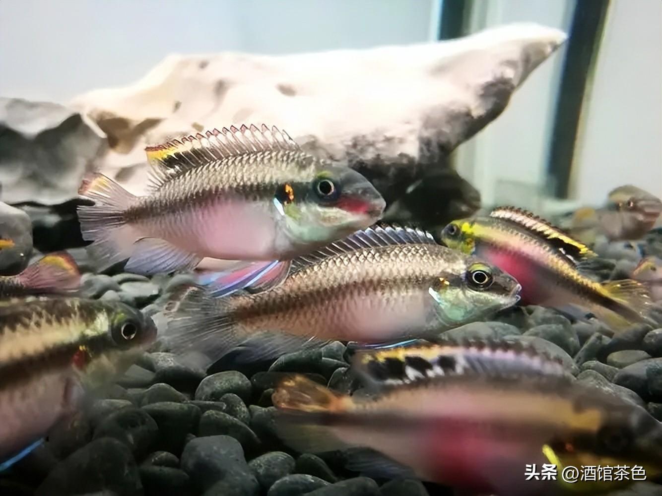 云南红尾巴鱼价格_云南红尾巴鱼养殖技术_红尾巴鱼养殖视频