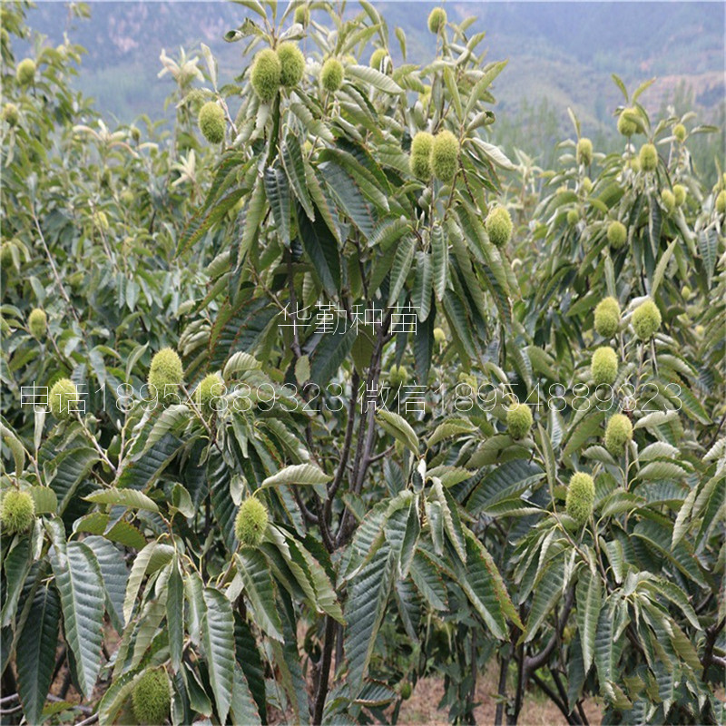 双8的板栗苗种植技术  板栗苗