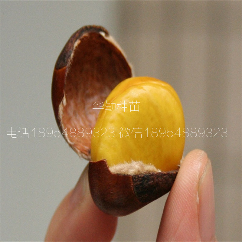 双8的板栗苗种植技术  板栗苗