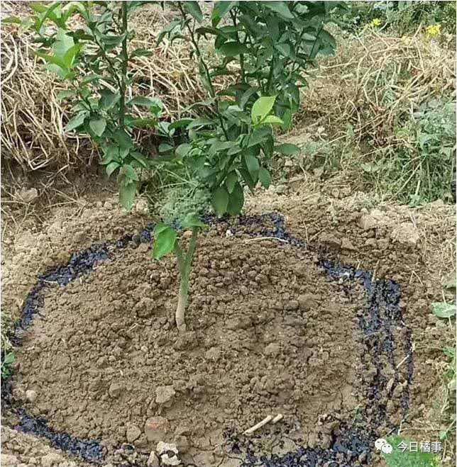 沃柑种植技术视频_沃柑种植技术与管理视频_沃柑橘种植技术视频