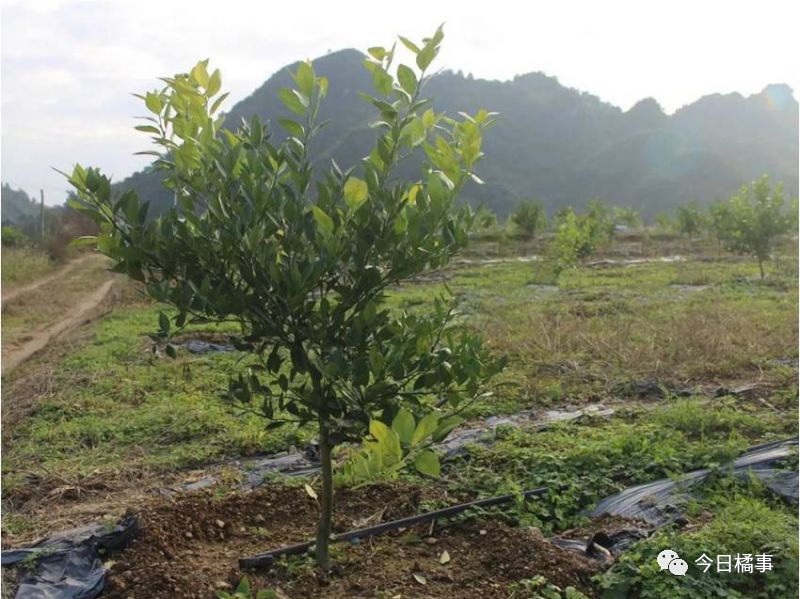 沃柑种植技术视频_沃柑橘种植技术视频_沃柑种植技术与管理视频