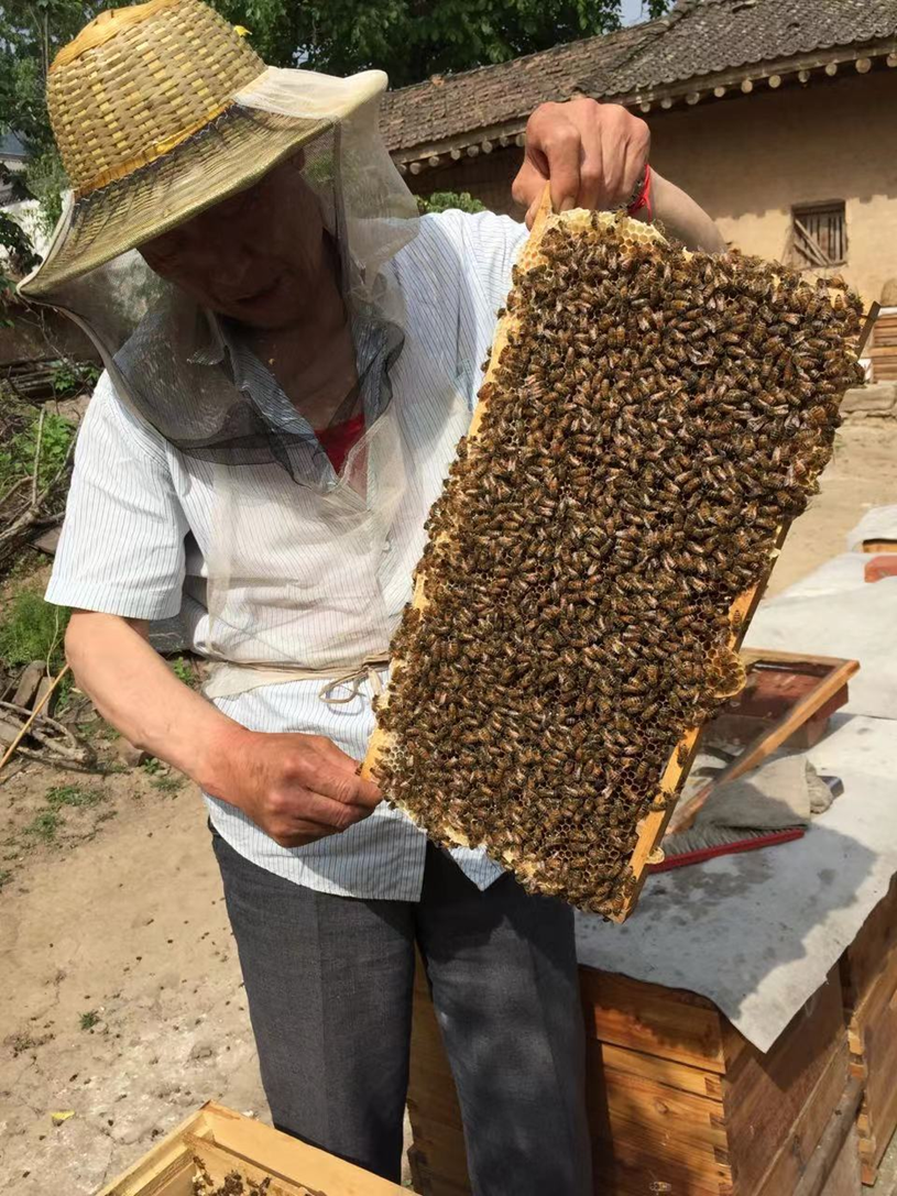 致富经蜜蜂养殖_致富经养蜂视频播放_致富经养蜂蜜视频