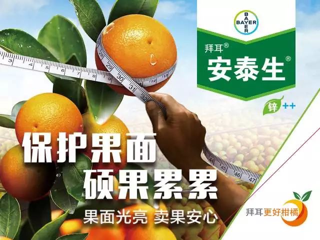 最新沃柑栽培管理技术视频送上！丰产增收不求人，赶紧收藏