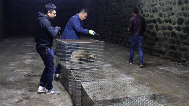 养殖好项目獾子_下载獾子养殖技术_獾子养殖需投资多少钱