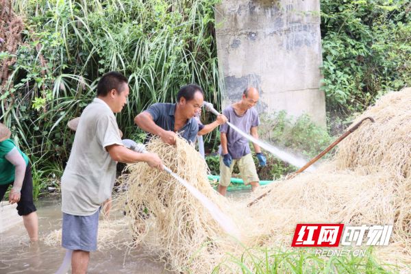 视频致富种植鱼腥草是真的吗_致富经鱼腥草种植视频_鱼腥草种植视频播放