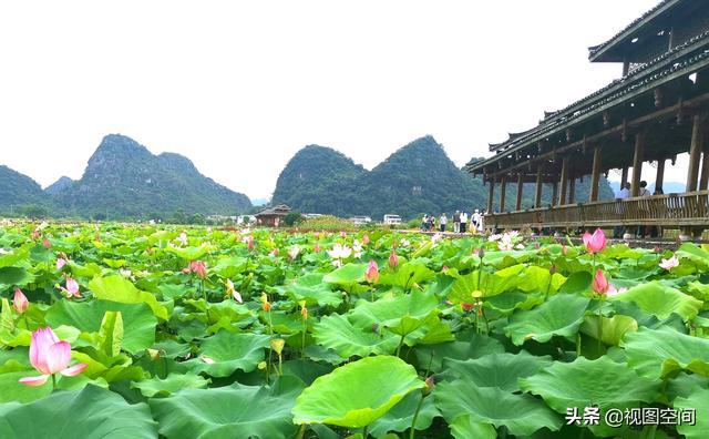 桂林一个村致富有绝学：从种稻谷到种“风景”