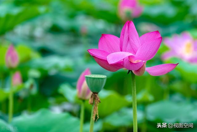 桂林一个村致富有绝学：从种稻谷到种“风景”